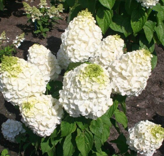 Hortenzija 'Magical Mont Blanc' (Piegāde no 20.-22. aprīlim)